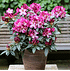 Mein schöner Garten Rhododendron Hybride 'Hans Hachmann' (1)