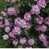 Mein schöner Garten Rhododendron 'Rose Duft' (1)