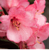 Mein schöner Garten Rhododendron 'Wine and Roses' (1)