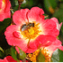 Mein schöner Garten Rose 'Bienenweide®Bicolor'