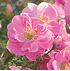 Mein schöner Garten Rose 'Bienenweide®Rosa' (1)