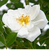 Mein schöner Garten Rose 'Bienenweide®Weiß'