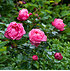 Mein schöner Garten Rosenstämmchen 'Leonardo da Vinci'®
