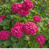 Mein schöner Garten Schneeball-Hortensie 'Pink Annabelle' (1)