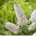 Mein schöner Garten Sommerflieder 'Summer Lounge'® White Swan