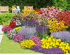 Mein schöner Garten Staudenbeet "Blooms for Months", 29 Pflanzen (1)