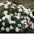 Mein schöner Garten Wild-Rhododendron 'Hydon Velvet' (1)