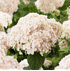 Mein schöner Garten XXL Ballhortensie 'Candybelle'® Marshmallow (1)