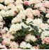Mein schöner Garten Yakus-Rhododendron 'Golden Torch' I (1)