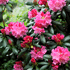 Mein schöner Garten Yakus-Rhododendron 'Kalinka' (1)