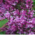 Mein schöner Garten Zwerg-Duftflieder 'Bloomerang® Dark Purple' (1)