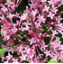 Mein schöner Garten Zwerg-Duftflieder 'Bloomerang Pink Parfume' (1)