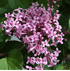 Mein schöner Garten Zwerg-Duftflieder 'Flowerfesta Pink'®