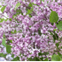 Mein schöner Garten Zwerg-Duftflieder 'Flowerfesta Purple'®