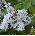Mein schöner Garten Zwerg-Duftflieder 'Flowerfesta White'®