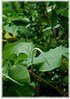 Mexikanischer Blatt-Pfeffer Piper auritum (1)