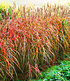 Miscanthus-Hecke,1 Pflanze (1)