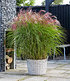 Miscanthus "Red Cloud®",1 Pflanze (1)