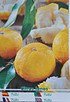Mittelmeermandarine - Ichandarin Yuzu - Citrus junos (1)