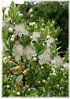 Myrte Myrtus communis (1)