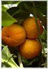 Nabel-Orange Citrus sinensis ´Navel` (1)