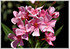 Oleander Nerium oleander