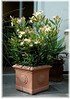 Oleander Nerium oleander