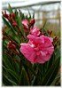 Oleander Nerium oleander gefüllt (1)