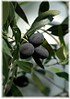 Olive Olea europaea ´Frantoio` (1)
