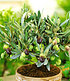 Olive,1 Pflanze Olea europaea Olivenbaum (1)