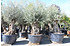 Olivenbaum (Hojiblanca) frosthart - Olea europea Hojiblanca (1)