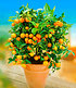 Orangen-Bäumchen,1 Pflanze (1)