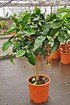 Orangenbaum (Blutorange) - Citrus sinensis (1)