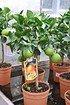 Orangenbaum (Italienische Orange) - Citrus sinensis (1)