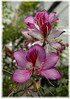 Orchideenbaum Bauhinia purpurea (1)