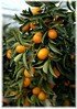 Ovale Kumquat Fortunella margarita (1)