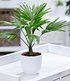 Palme "Livistona Rotundifolia",1 Pflanze (1)