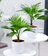 Palmen Duo,2 Pflanzen (1)