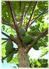 Papaya Carica papaya (1)