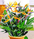Paradiesvogel-Blume Strelitzie,1 Pflanze Strelitzia reginae (1)