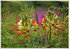 Paradiesvogelbusch Caesalpinia gilliesii (1)