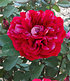 Parfum-Rose "Berthe Morisot®",1 Pflanze (1)