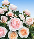 Parfum-Rose "Jardin des Tuileries®",1 Pflanze (1)