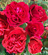Parfum-Rose "Rose Clos Vougeot®",1 Pflanze (1)