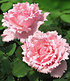 Parfum-Rose "Sophie Rochas®",1Pflanze (1)