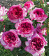 Parfum-Rose "Thierry Marx®",1Pflanze (1)