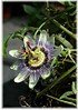 Passionsblume Passiflora caerulea (1)