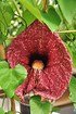 Pfeifenblume (Amerikanische Pfeifenwinde) - Aristolochia macrophylla (1)