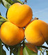Pfirsich-Aprikose "Honeymoon",1 Pflanze (1)