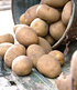 Pflanzkartoffel "Nicola", 10 Stück zertifizierte Saatkartoffel (1)